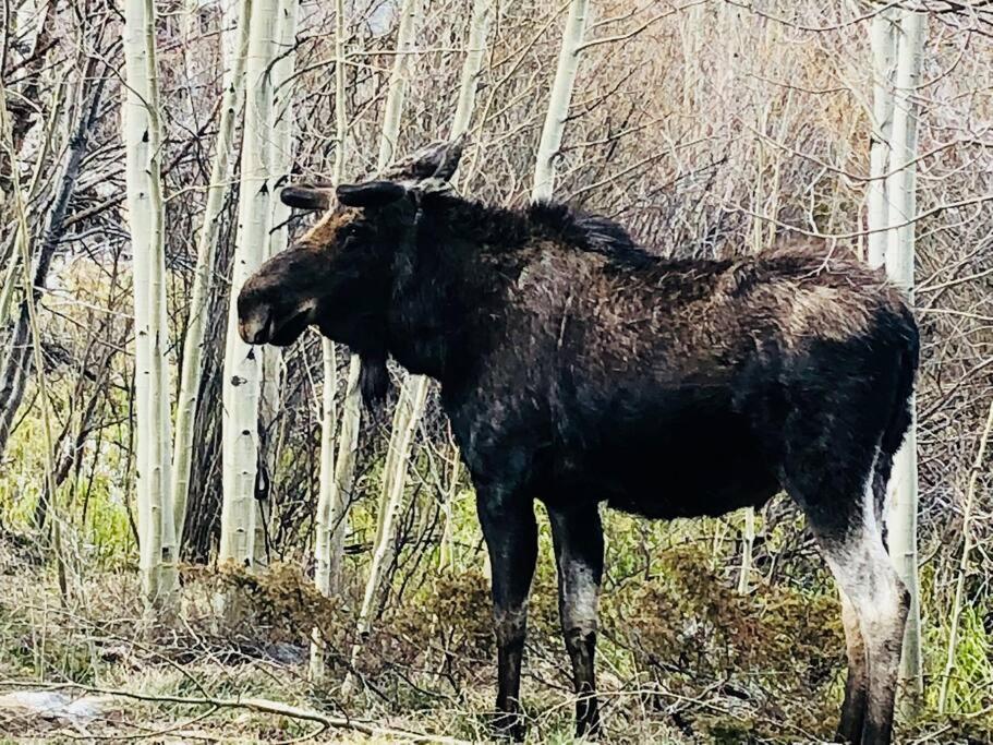 Boulder Best City And Nature With Lake And Trails Pets Ok מראה חיצוני תמונה